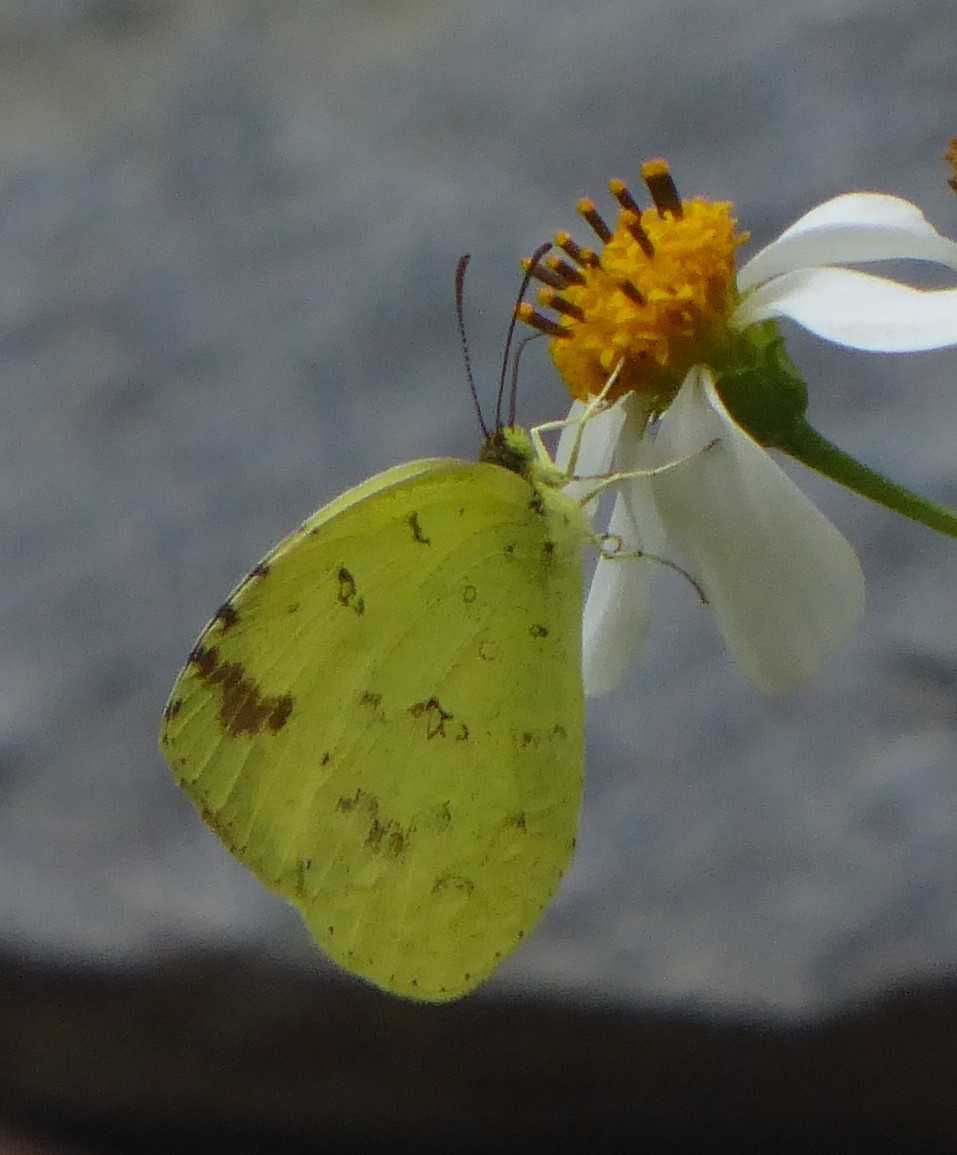 Eurema alitha esakii Eurema alitha esakii